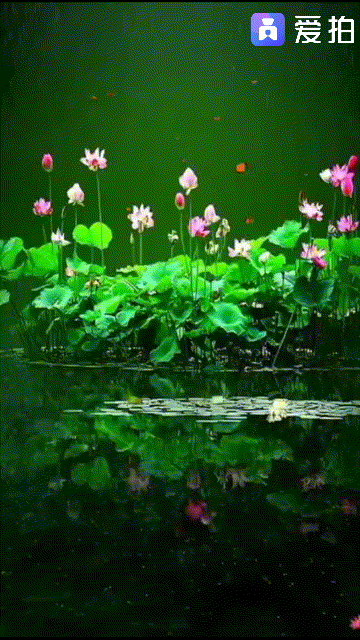 此时节,蛙声阵阵,蝉鸣声声,稻花如白练,荷花别样红.