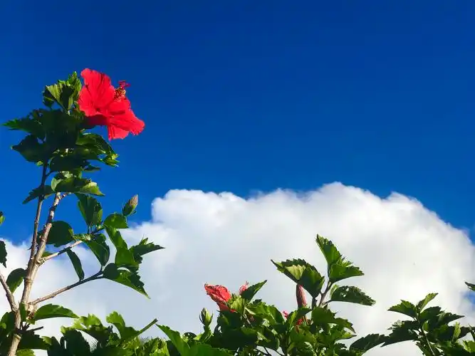 诗图配山浸晕霞渐散绮云享霓裳终渺去