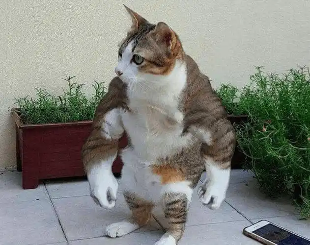 12个超级搞笑的图片 有本事你忍住别笑啊