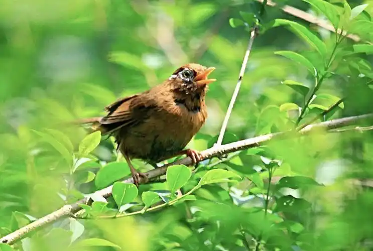《大自然的声音》
