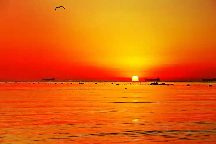 北戴河的日出很早以前拍的海鸥在飞翔自由而快乐