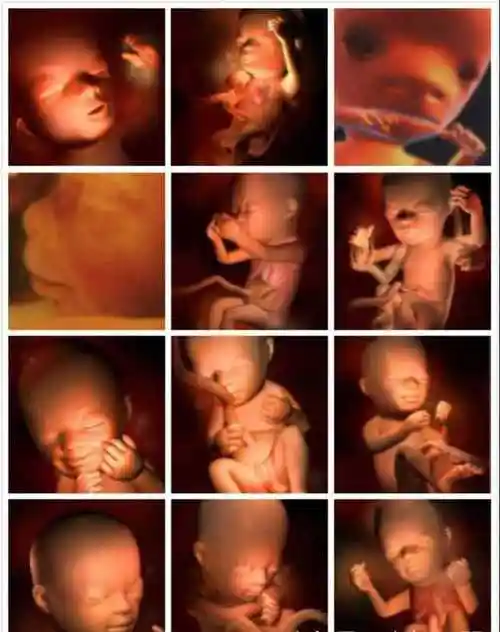 从受精卵的着床开始,一个小生命便已经形成,然后逐步变成胎儿