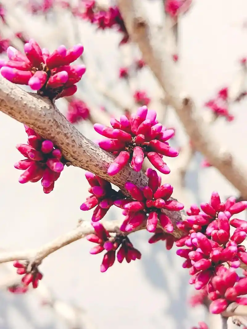 含苞待放的紫荊花朵,像石榴子一样紧紧抱在一起,它一定象征着团 - 抖