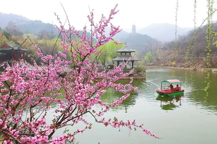 梅花妆山水花香醉其中 红叶谷梅花进入最佳观赏期