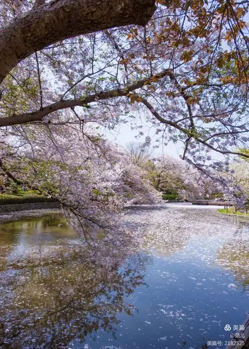 带你看遍日本关西最美樱花