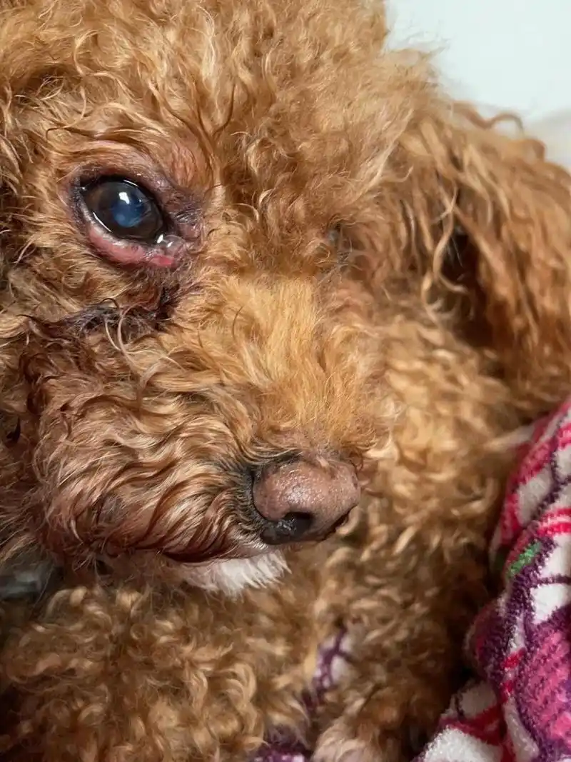 小狗下眼睑肿了,像水泡的感觉 有人知道是咋回事吗?