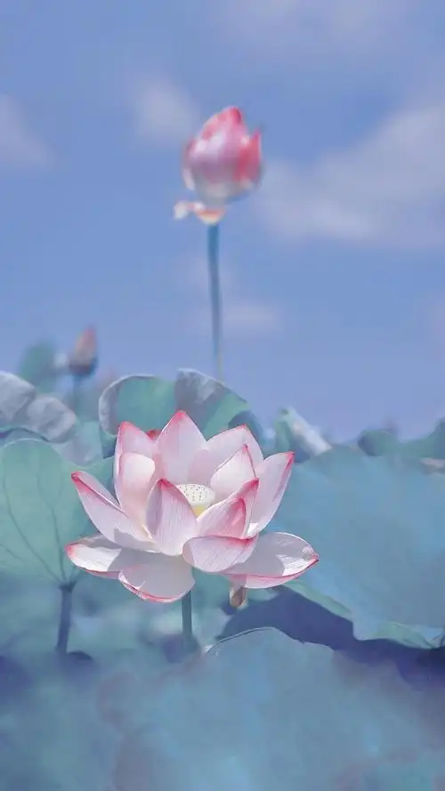 荷花壁纸(可做头像)_手机壁纸_风景静物手机壁纸_我要个性网