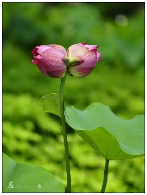 【【并蒂莲花】摄影图片】茶亭公园生态摄影_左左视界