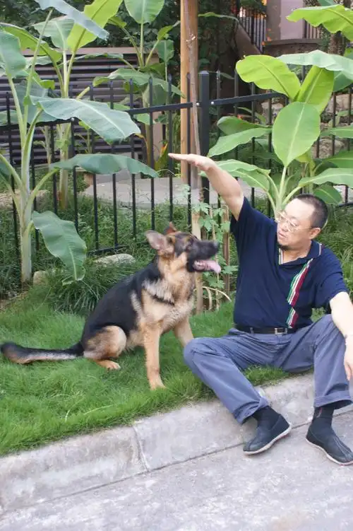 巴渝名家书画馆的相册 - 我的狗儿子