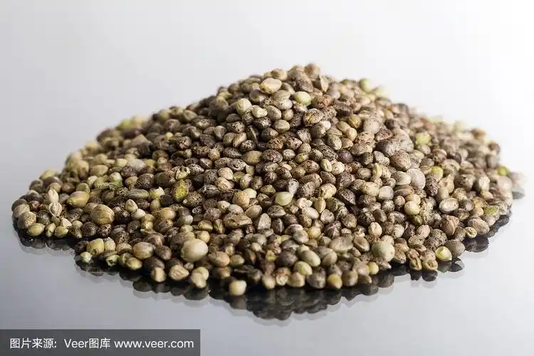 大麻大麻种子