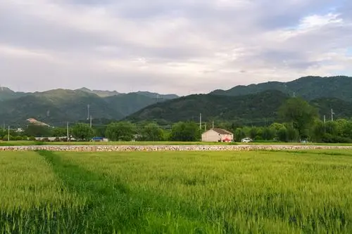 田园风光#麦田#小屋#农村 - 小松摄影edison - 图虫