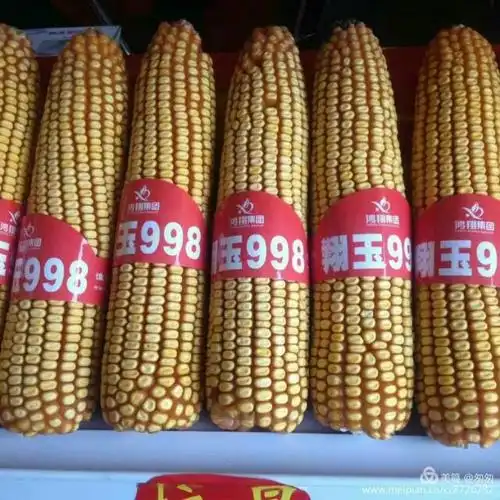 注定震惊世界的玉米品种