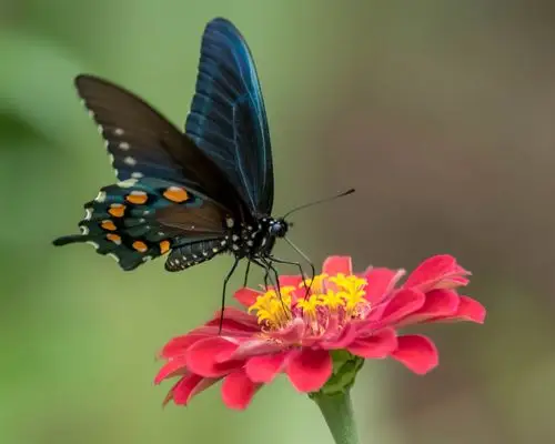 黑翼蝴蝶和红色花 壁纸