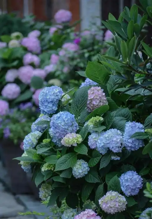 清新迷人的绣球花