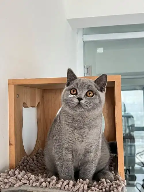 英短蓝猫