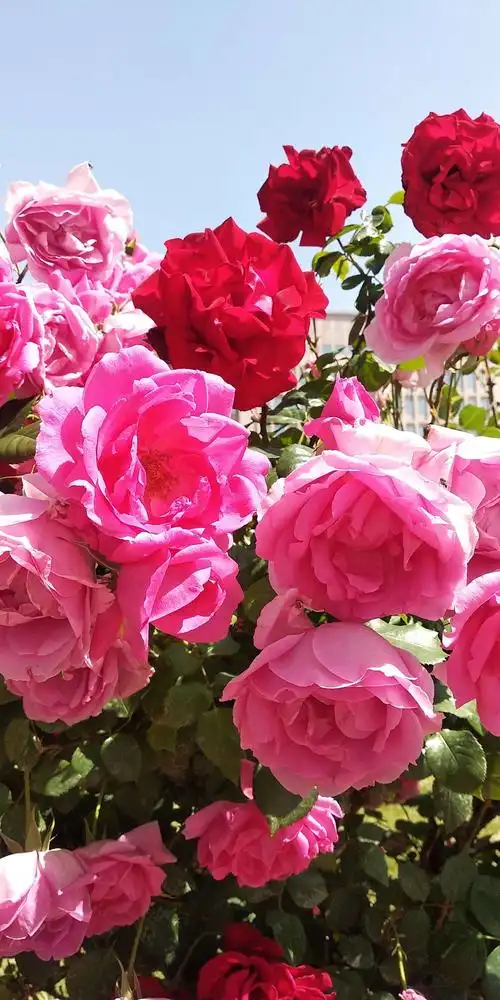 花真的很美,花色鲜艳,亲册好友都来新尚吧