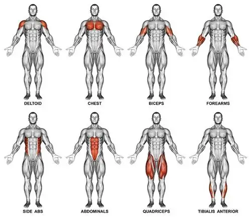 人体的七大肌肉群