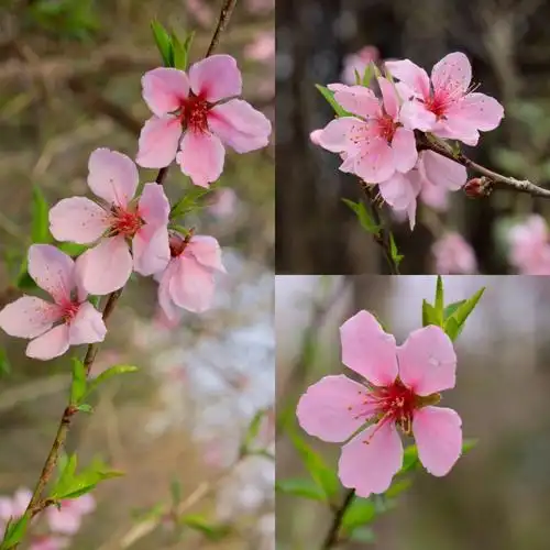 春桃花真的好美啊