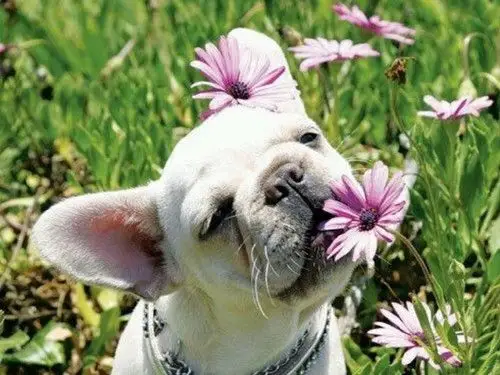 汪星人幸福日常图片_狗的生活如此多娇_可爱图片_精品库