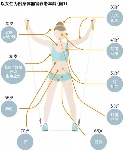 人体的衰老是一