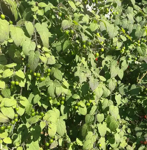 野生白毛藤 又叫白英 白乳草 排风藤 草药500克 新货干货 包邮