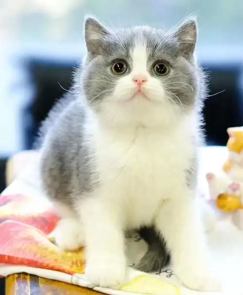 英短蓝猫纯种美短蓝白加菲布偶金银渐层幼崽猫咪