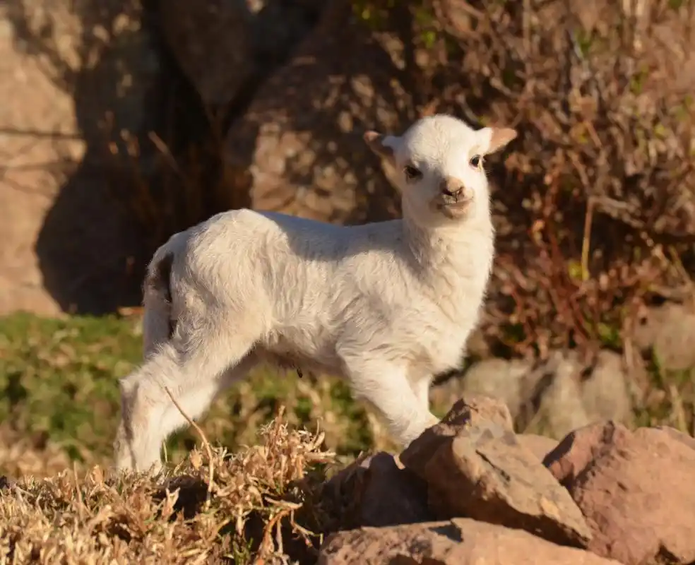 羊肉,山中的羔羊,自然的,这个,在里面,夏天,动物