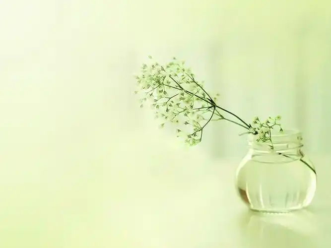 唯美清新淡雅静物背景