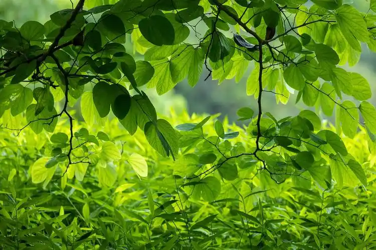 自己拍的纯绿背景
