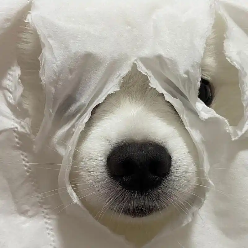 小狗搞笑头像哈哈哈哈哈 小狗搞笑头像哈哈哈哈哈 	 狗:你才是真的