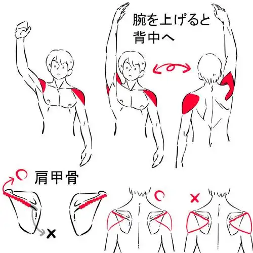 绘画教程#关于肩膀和手臂的绘制参考来自みじんコ王国(pid=642630)