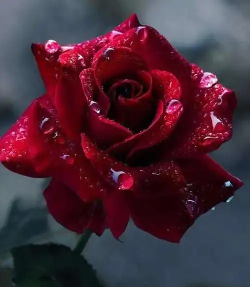 风雨彩虹铿锵玫瑰