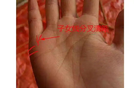 第四,子女线在末端有非常清楚的开叉,双胞胎