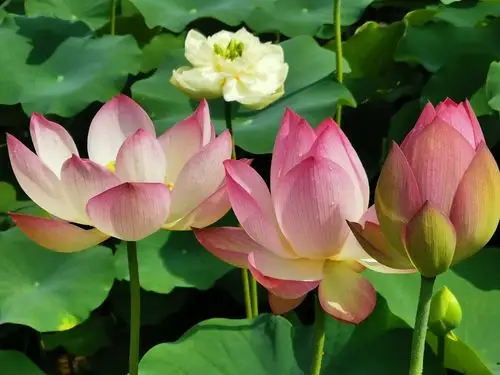 夏至,莲花山上莲花仙境的荷花,睡莲绽放美丽.(二)2019.6.21.