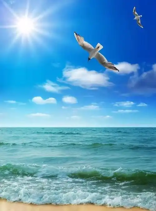 海边看海鸥,蓝蓝的天空蓝蓝的大海真漂亮