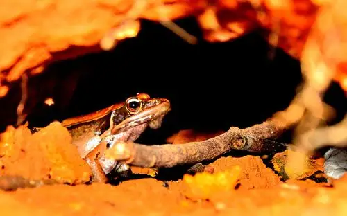 冬眠的青蛙 - 孤独的白平衡 - 图虫