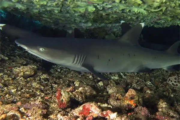 而有的硬背侏儒鲨体长还不会超过二十厘米,是名副其实的小鲨鱼
