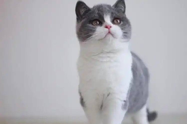 沈阳英短蓝白美短标斑墨迹黑