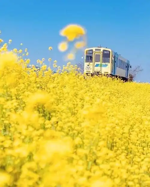 春天的文艺短句,有关春天的语录(2022春天干净唯美文艺句子文案)