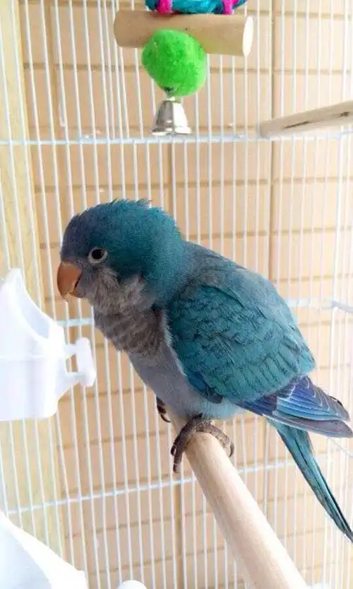 如果体型很小,估计是蓝色太平洋鹦鹉.