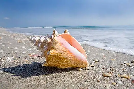 贝壳图片_贝壳图片大全_贝壳图片下载