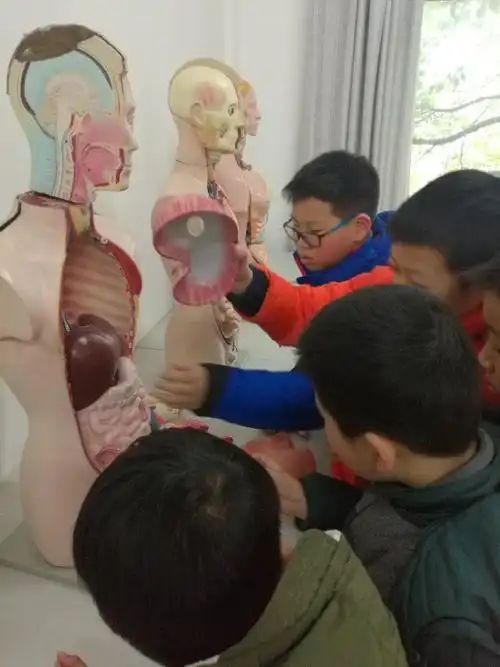 认识人体结构 ——湖南农业大学子弟小学彩虹中队希望小队活动纪实