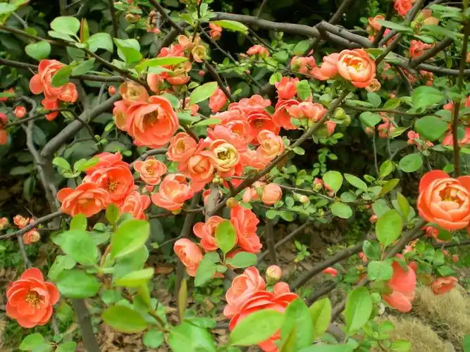 长寿乐-海棠品种14【原摄】