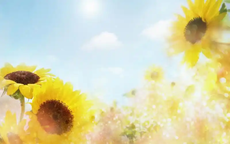 设计常用的花朵高清背景图片ps素材32p