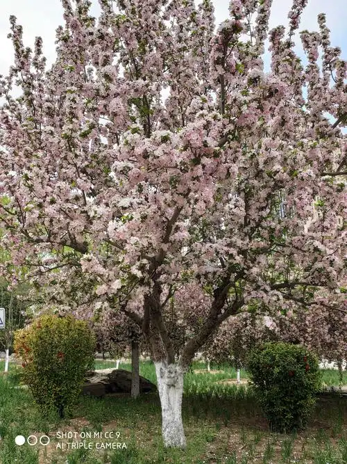 海棠树是属于小乔木,可高达8米,红褐