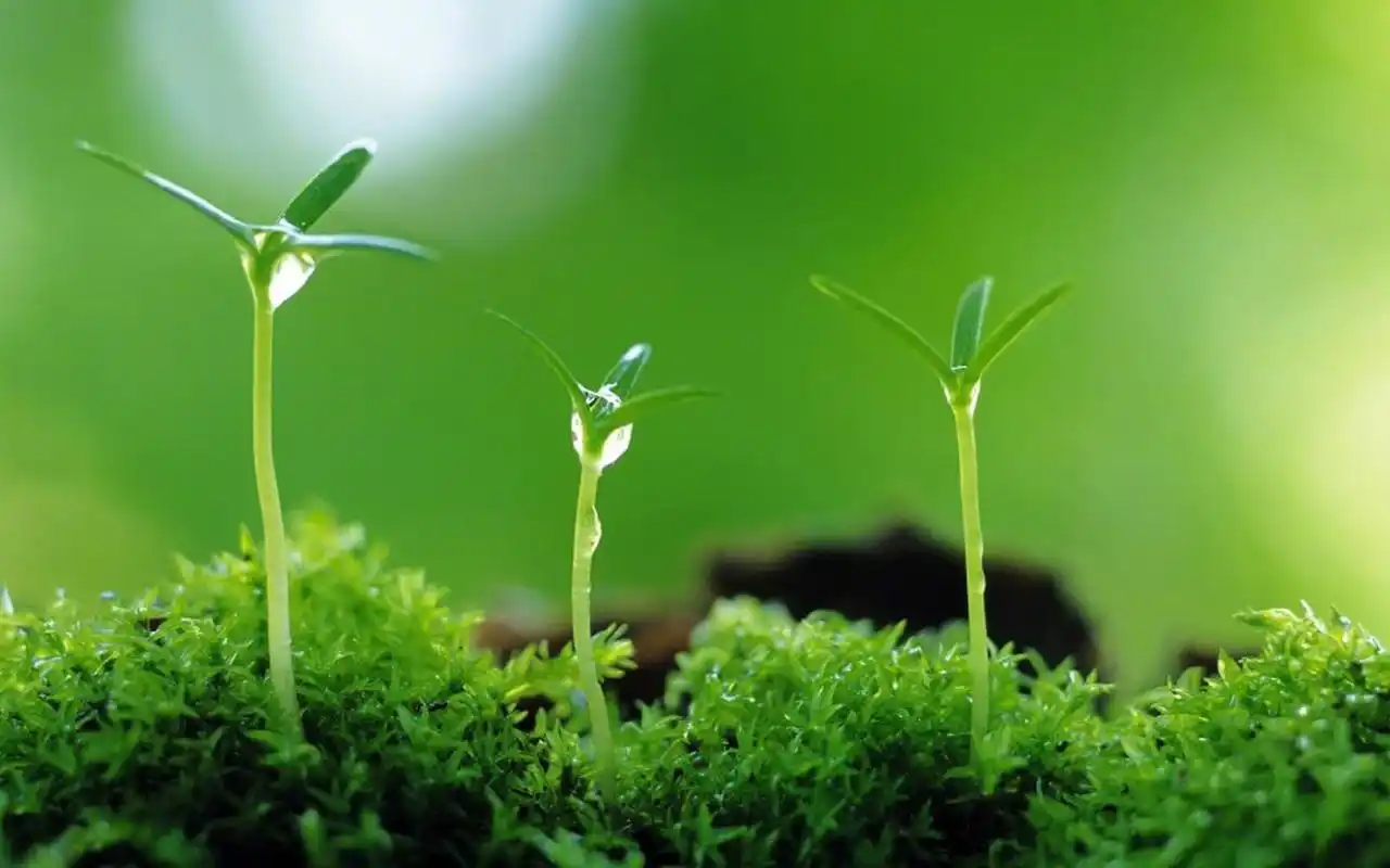 绿色护眼植物高清图片电脑壁纸-植物壁纸-手机壁纸下载-美桌网