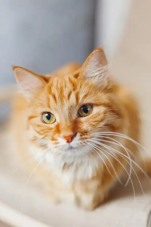 双语你好中国猫咪这么可爱为什么十二生肖没有它