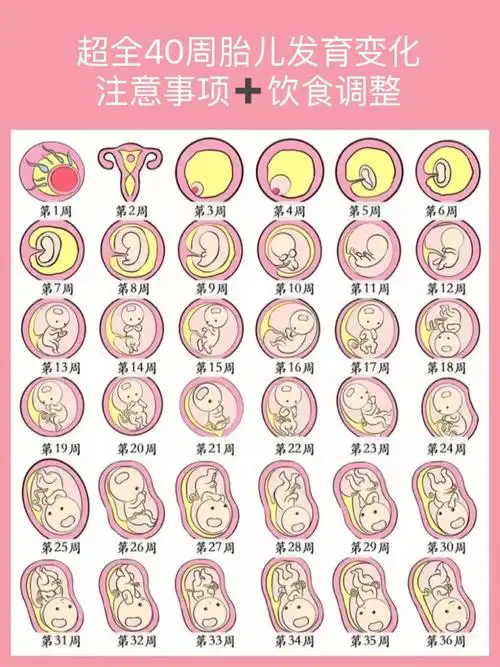 1-40周胎儿发育变化可以让新手妈妈了解到孕期宝宝92的成长状况