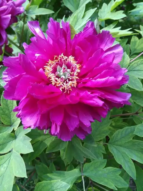 庭院的牡丹洛阳红 2018.4.18