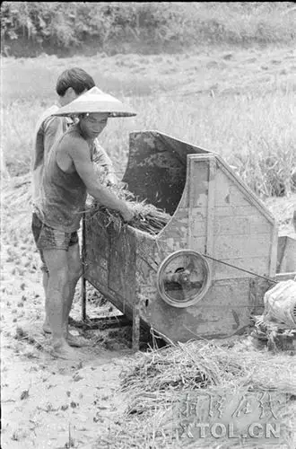 上世纪80年代,湘乡农民开始使用电动打稻机.